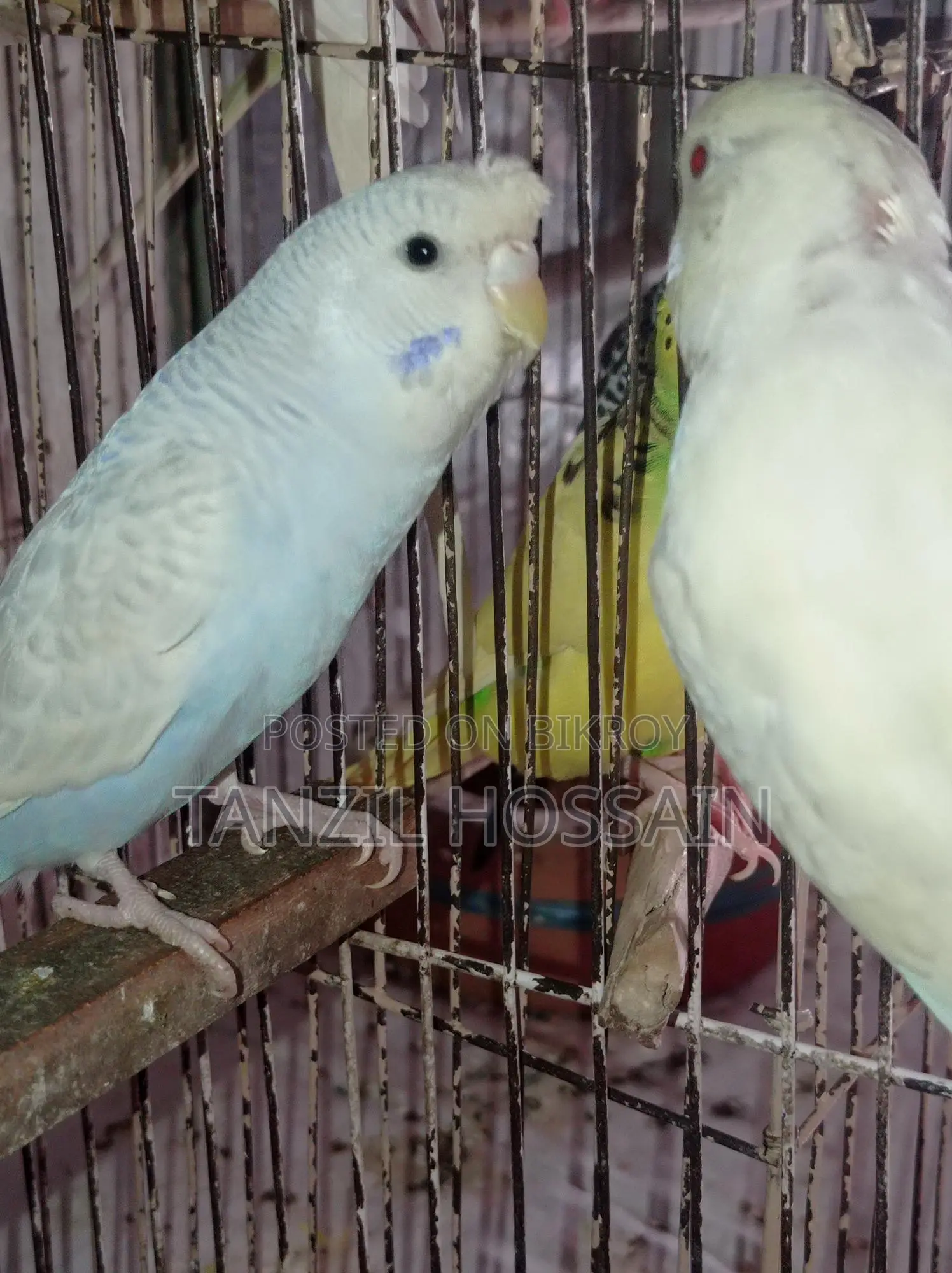 Pair of breeding birds for sale