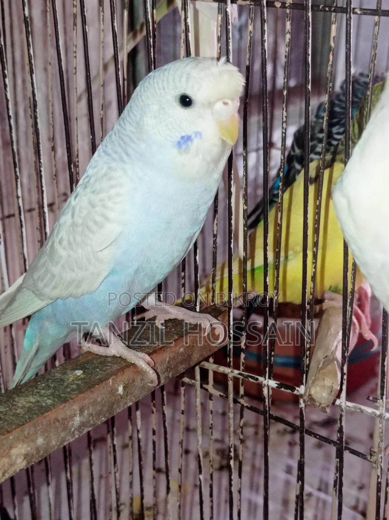 Pair of breeding birds for sale