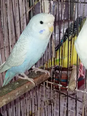 Pair of breeding birds for sale