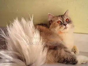 1+ Year Female Purebred Persian