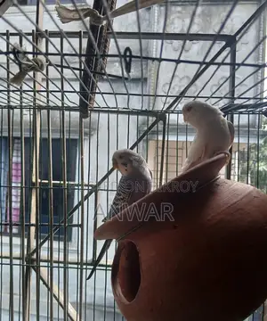 Running Budgie Birds for Sale