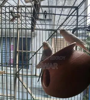Running Budgie Birds for Sale