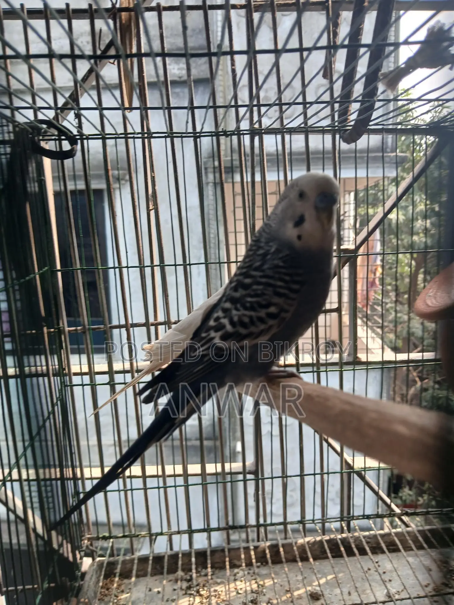 Running Budgie Birds for Sale