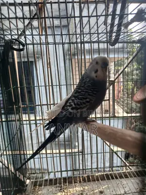 Running Budgie Birds for Sale