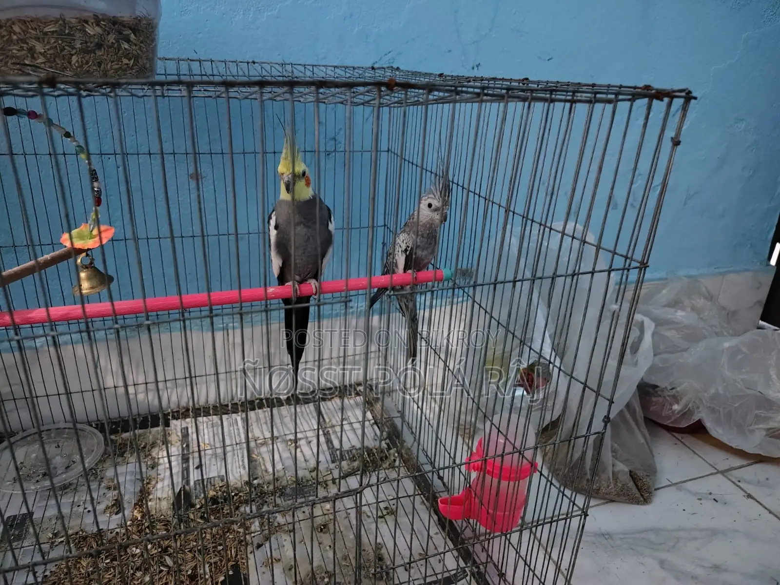 A Pair of Cockatiel Birds