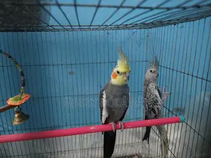 A Pair of Cockatiel Birds