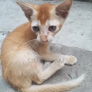 Small Kitten