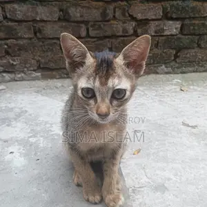 ছোট বাচ্চা বিরাল