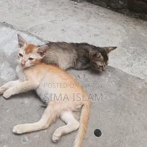 ছোট বাচ্চা বিরাল
