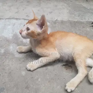 ছোট বাচ্চা বিরাল