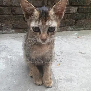 ছোট বাচ্চা বিরাল