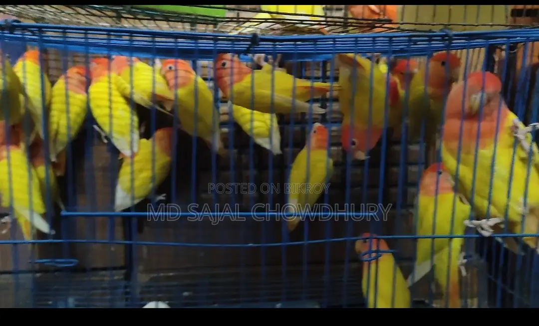 Running Breeding Lutino Opaline Lovebird Pair Red Eye Offer