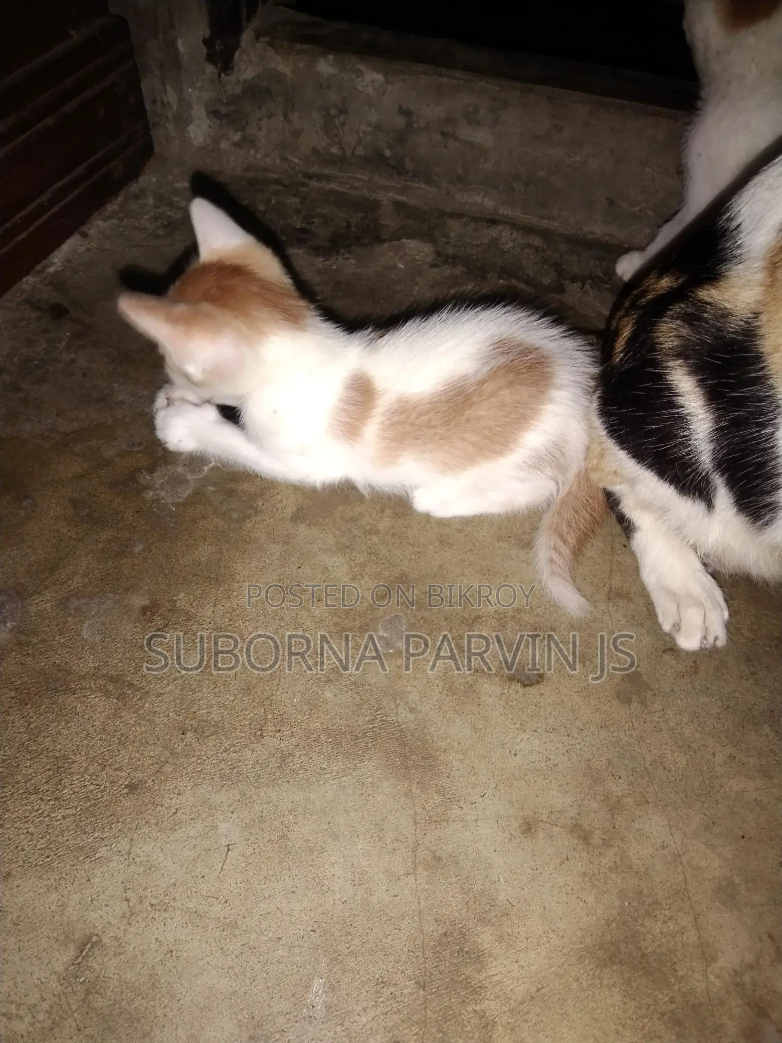 Local Breed Kittens