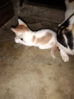 Local Breed Kittens