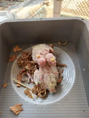 Cockatiel Chicks Tame Size