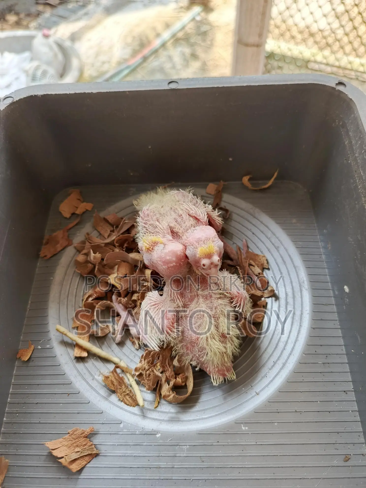 Cockatiel Chicks Tame Size