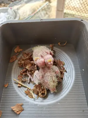 Cockatiel Chicks Tame Size