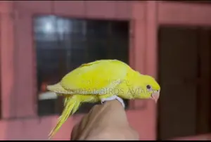 লোটিনো রিংনেক টেম সাইজ বেবি ringneck baby bird