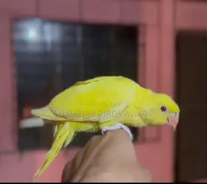 Lutino Ringneck Tame Baby Bird