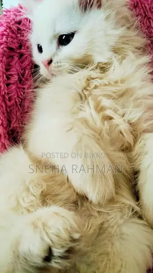 Persian Cat's