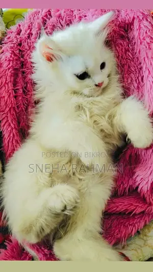 Persian Cat's