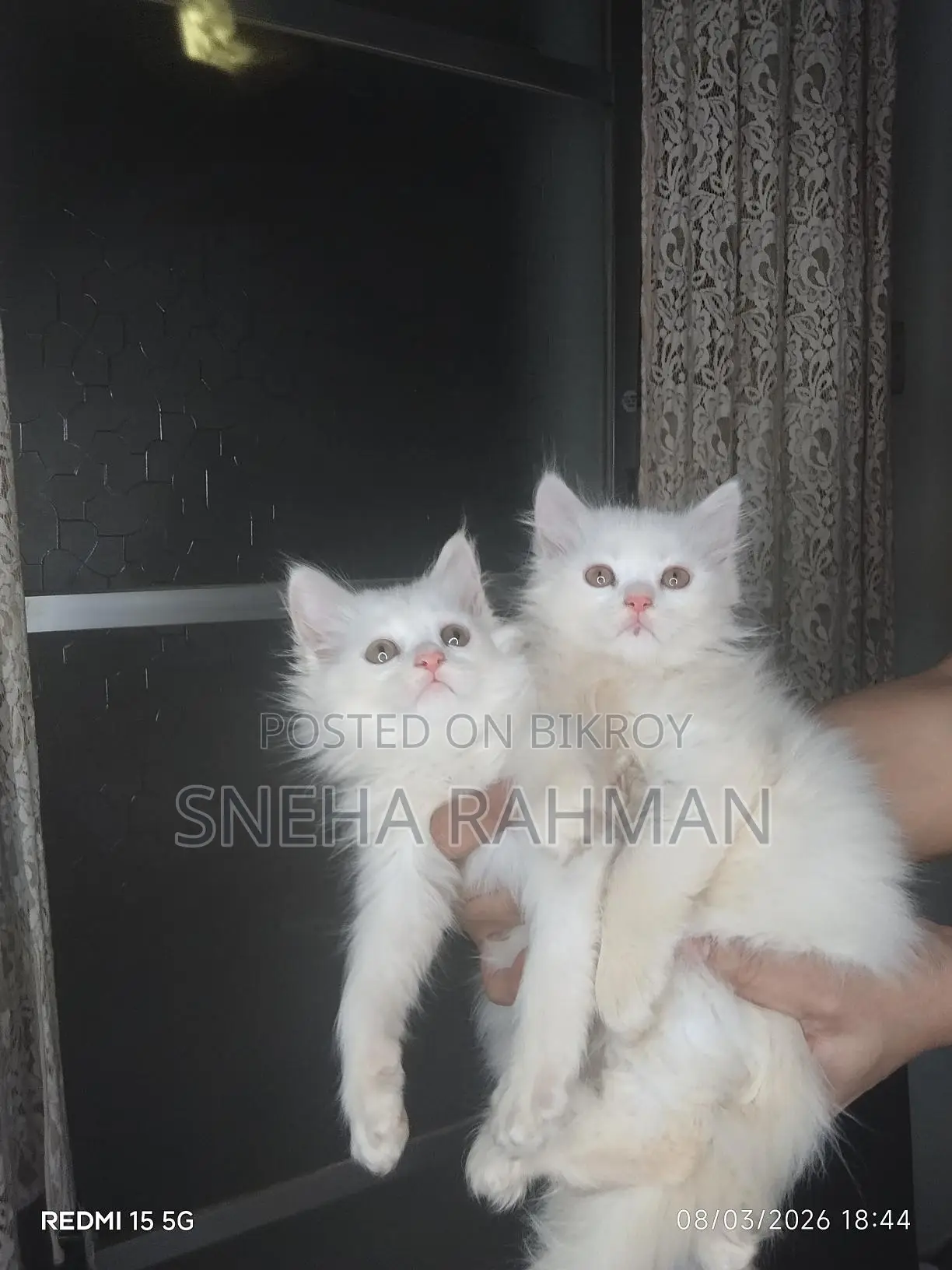 Persian Cat's