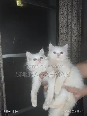 Persian Cat's