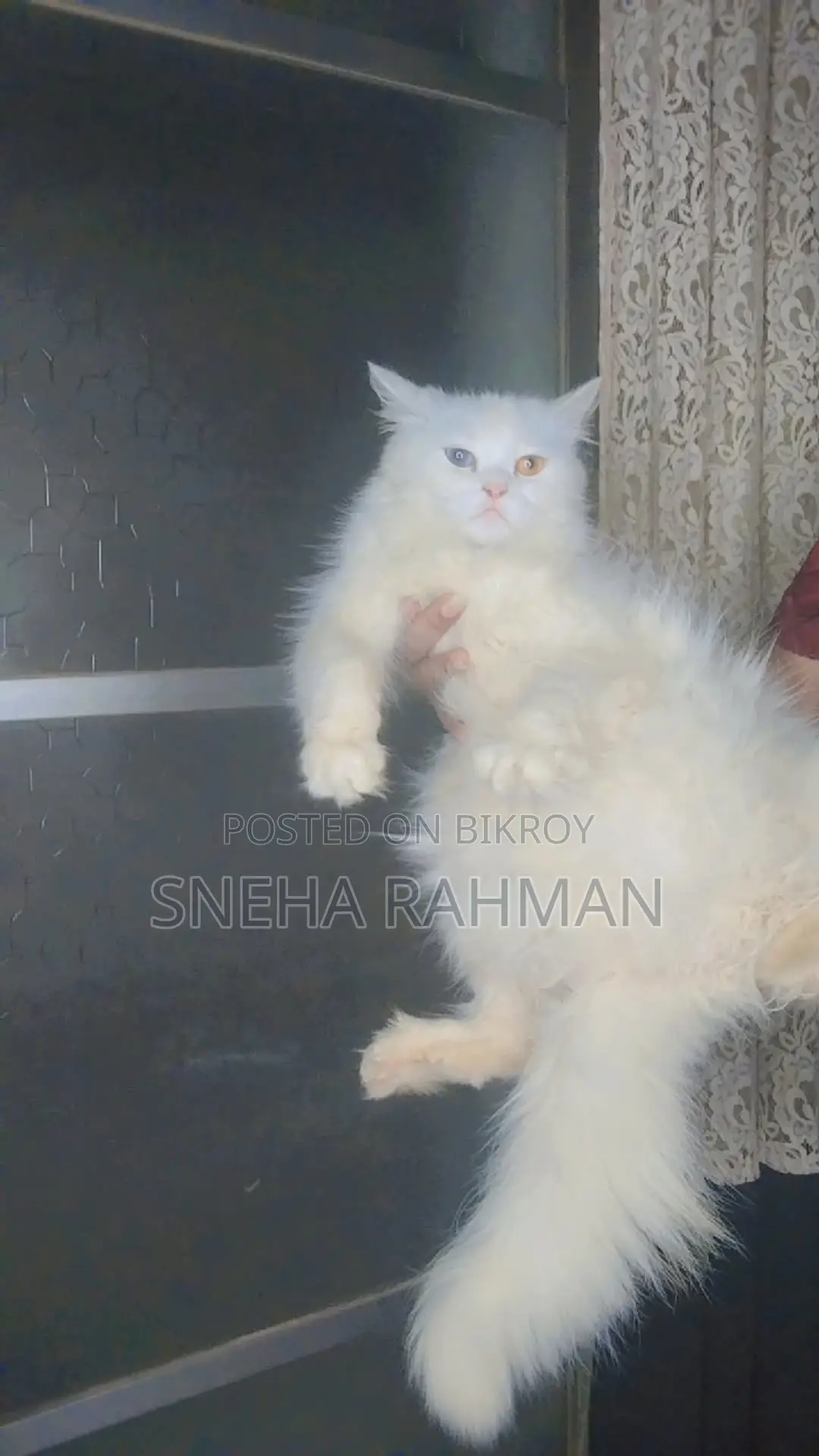 Persian Cat's