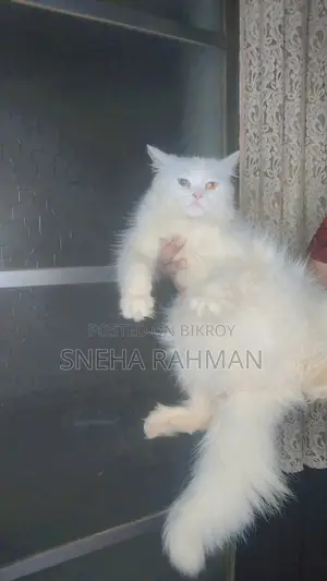 Persian Cat's