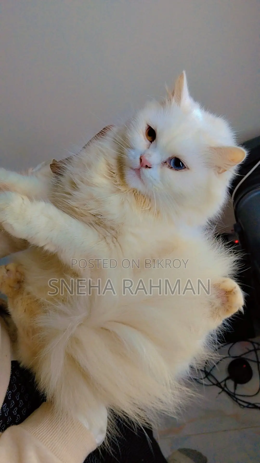 Persian Cat's