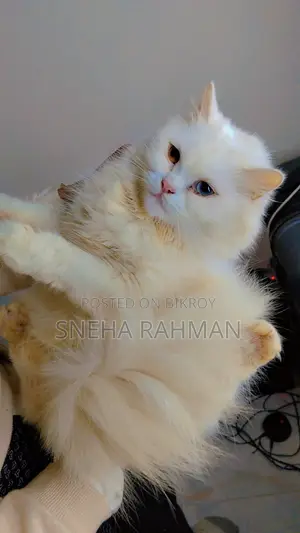 Persian Cat's