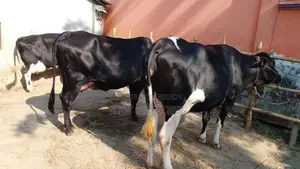 3 High-Quality Cows (ID: 1121)