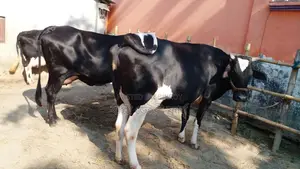 3 High-Quality Cows (ID: 1121)