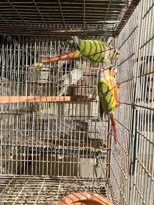 Pineapple Conure Double Red Factor