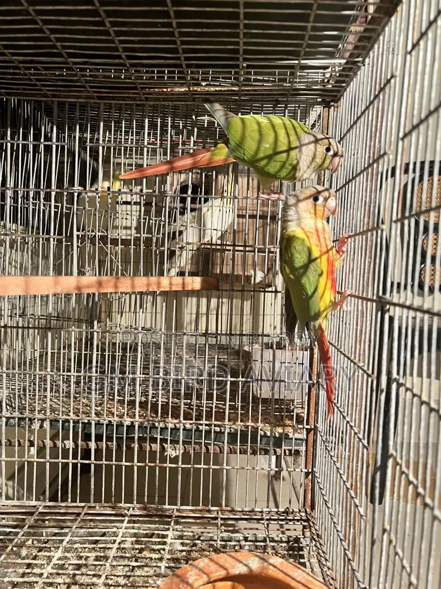 Pineapple Conure Double Red Factor