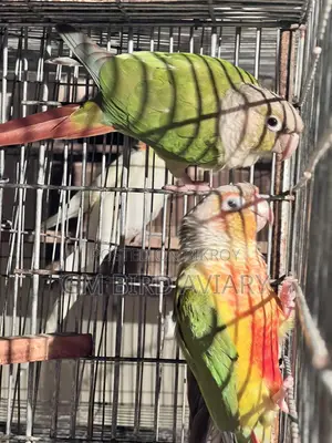Pineapple Conure Double Red Factor