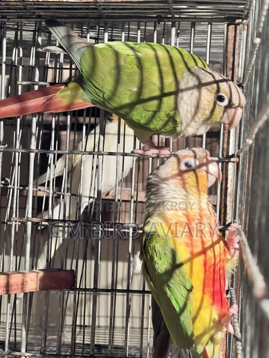 Pineapple Conure Double Red Factor