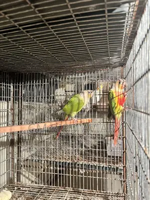 Pineapple Conure Double Red Factor