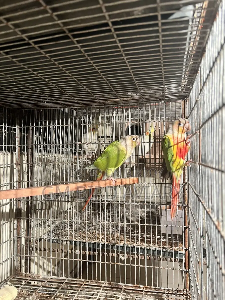Pineapple Conure Double Red Factor