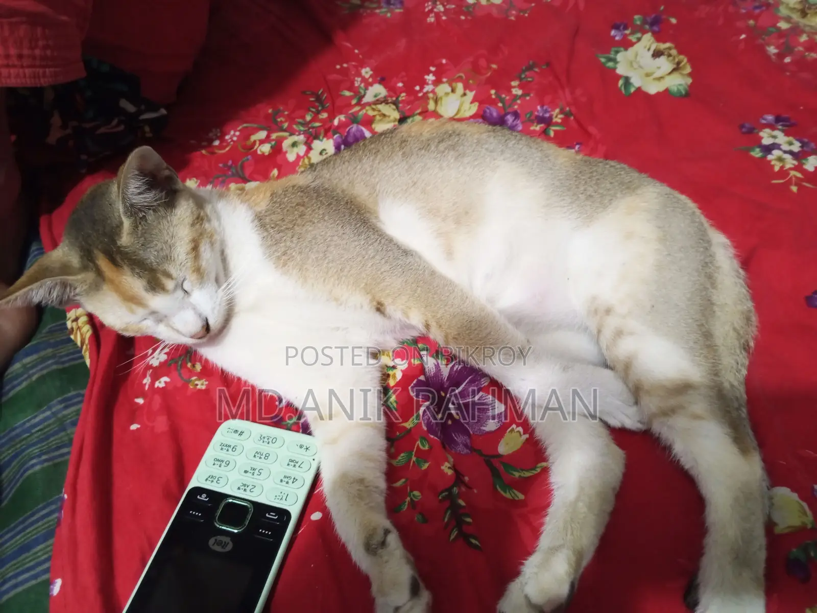 বিড়ালটি বিক্রি হবে।