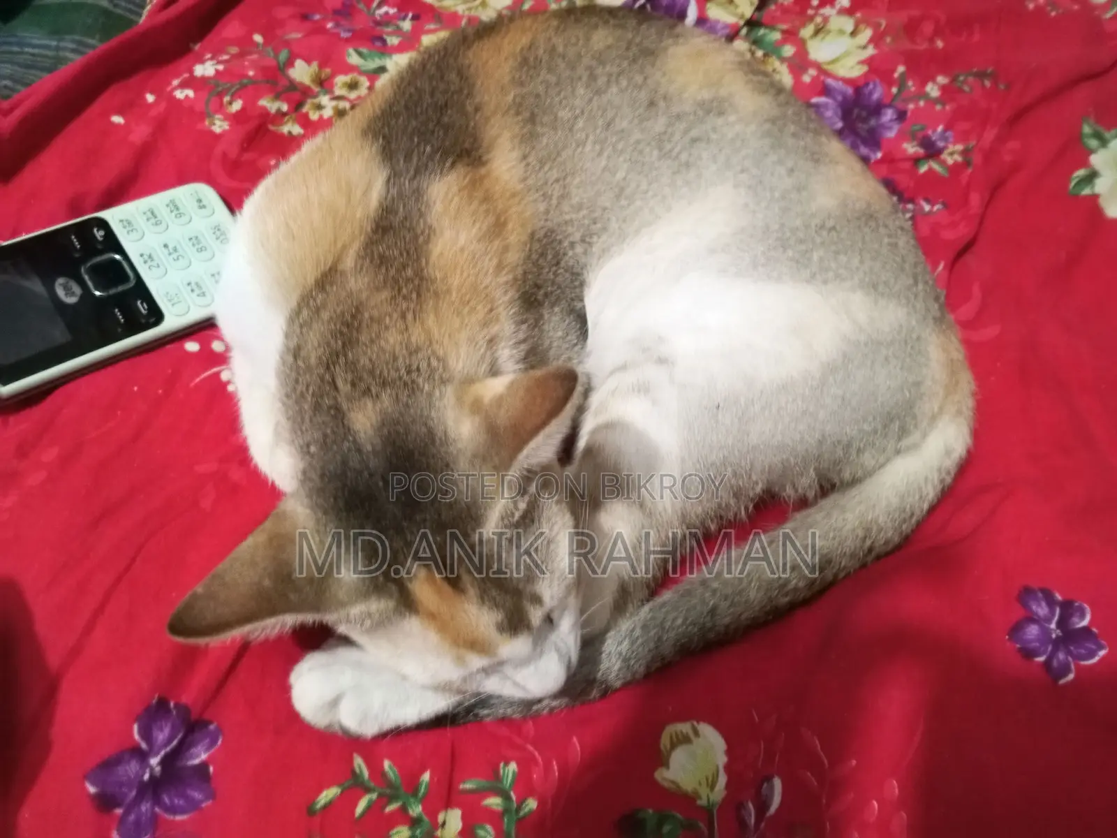বিড়ালটি বিক্রি হবে।