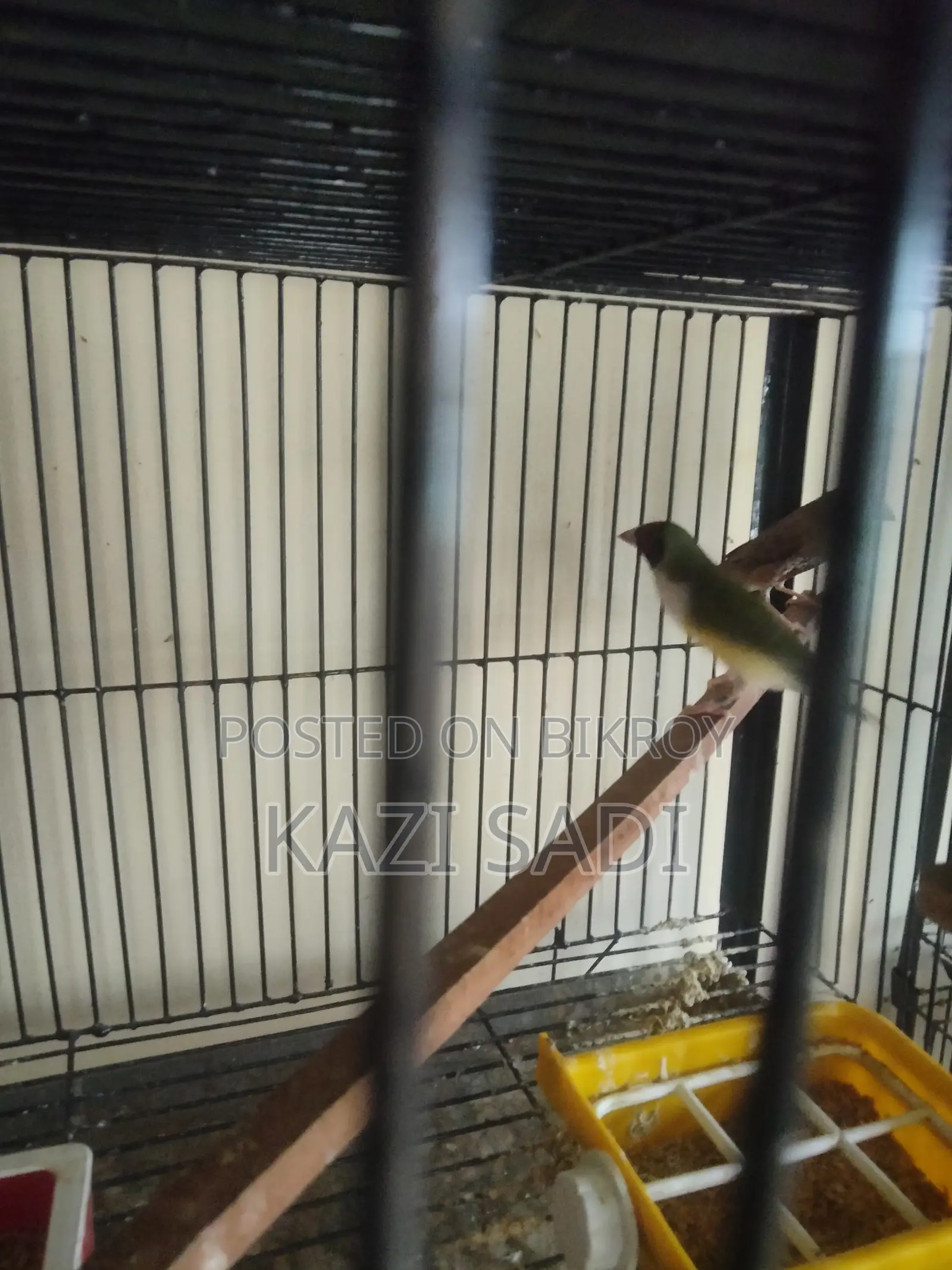 Golden Finch