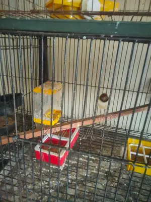 Golden Finch