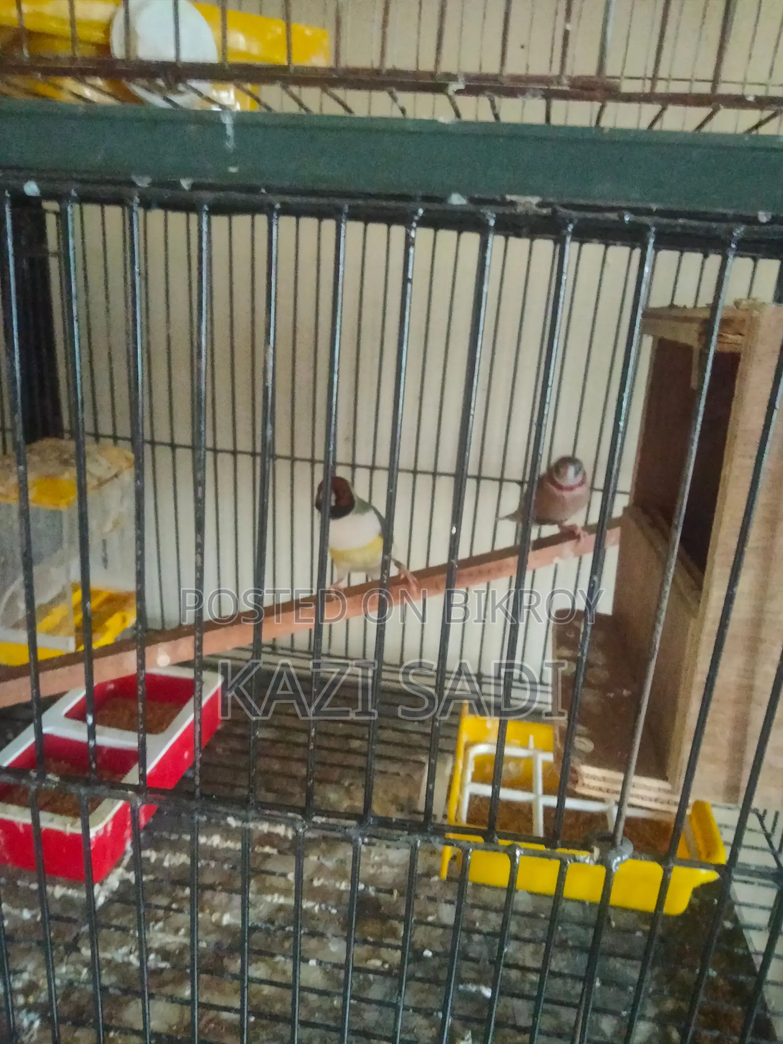 Golden Finch