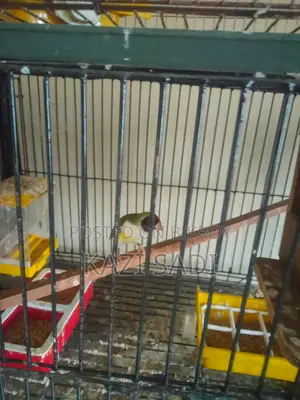 Golden Finch