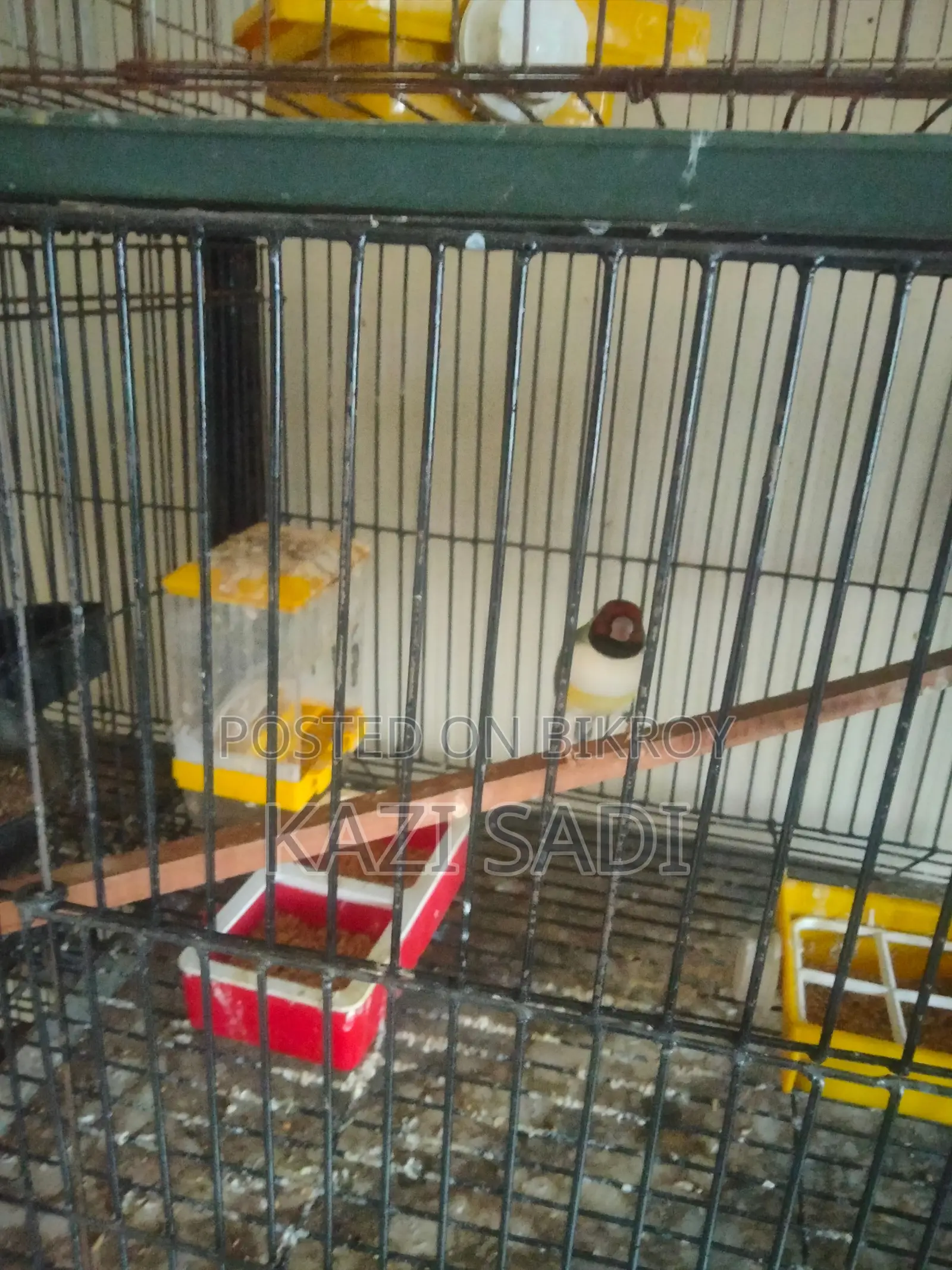 Golden Finch