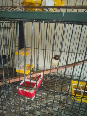 Golden Finch