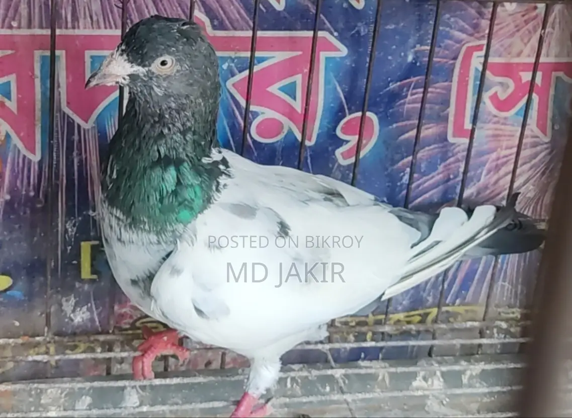 High Flyer Racing Pigeon