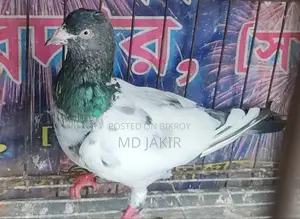 High Flyer Racing Pigeon