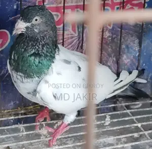 High Flyer Racing Pigeon